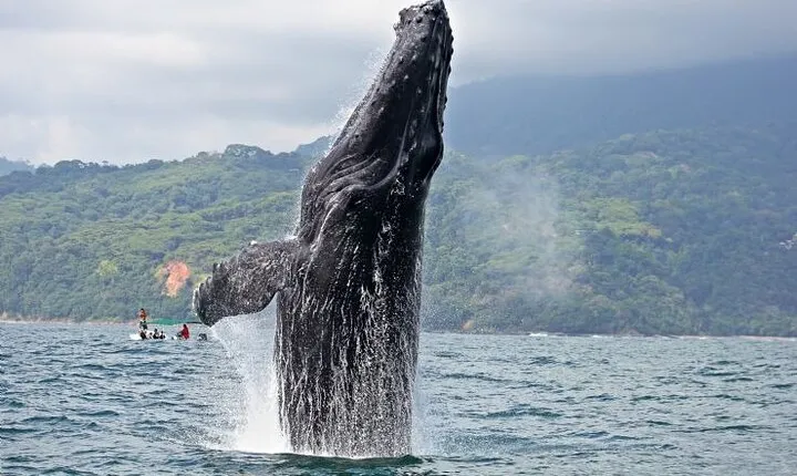 Whales and Dolphins watching Tour From Manuel Antonio