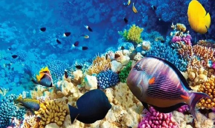 Full-Day Snorkeling Adventure in Ras Mohammed National Park
