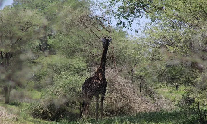 4-Day Safari in Tarangire, Serengeti & Ngorongoro (Mid-range)