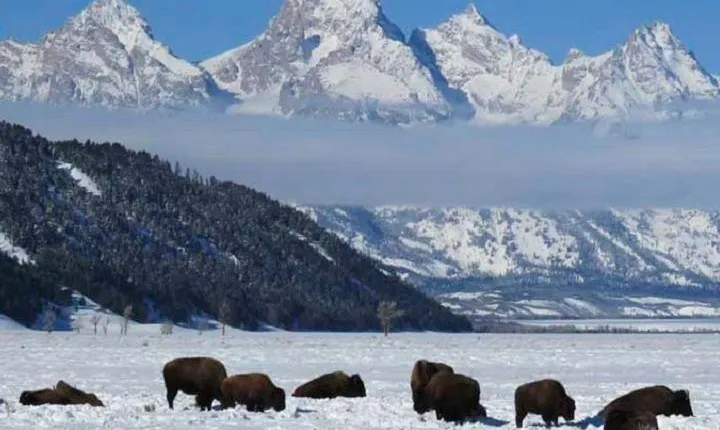 Jackson Hole & Grand Teton Park - Half-Day Wildlife Tour - Afternoon