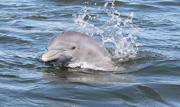 Cocoa Beach Dolphin Tours on the Banana River