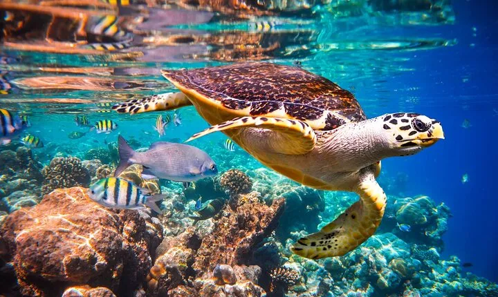 Marsa Mubarak Full Day Trip With Lunch & Transfer - Marsa Alam