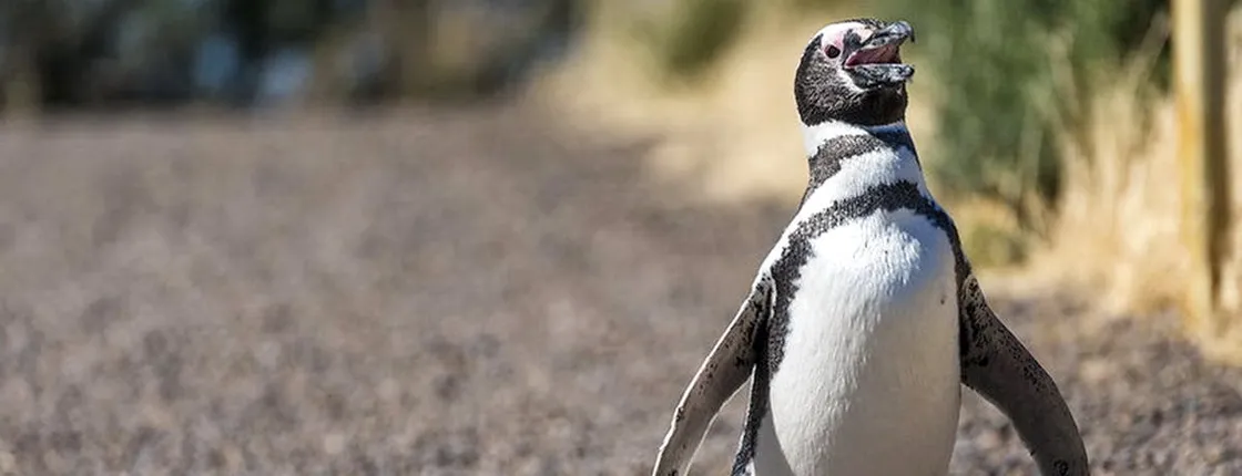 Penguin reserve private tour in Punta Tombo from Puerto Madryn