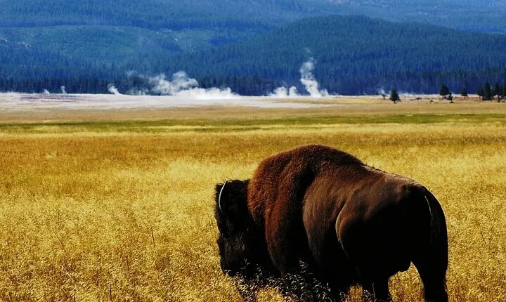 Guided Yellowstone Wildlife Tour