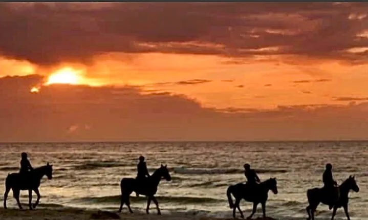 Horseback riding on beach, Winery, Alpacas, penguins & cowboyBBQ