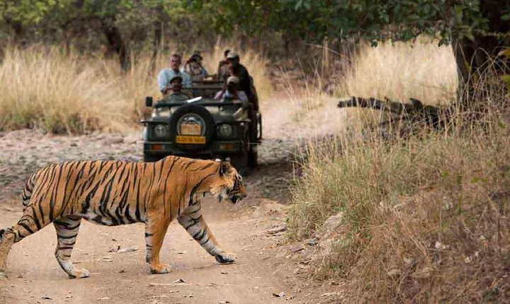 4 Days Golden Triangle Tour with Ranthambore from Delhi