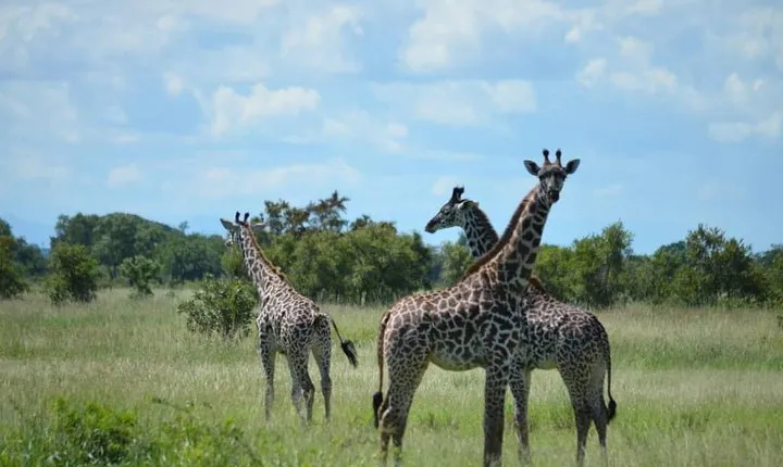 2 Days 1 Night Mikumi National Park from Dar es salaam
