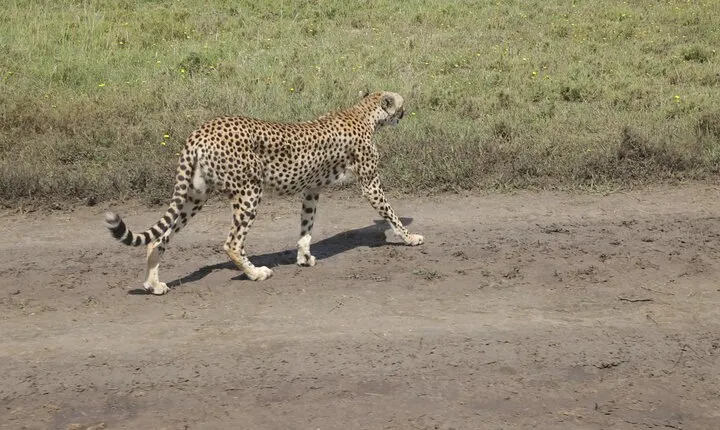 2 Days Safari Adventure in Tanzania