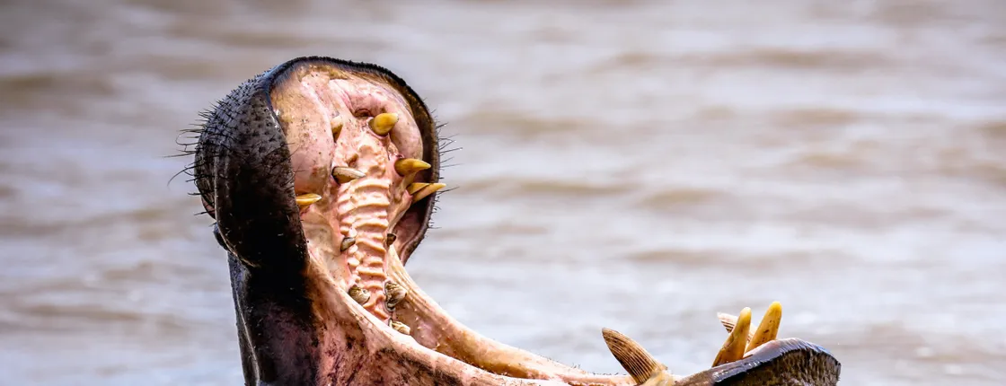 St Lucia hippo and crocodile boat cruise