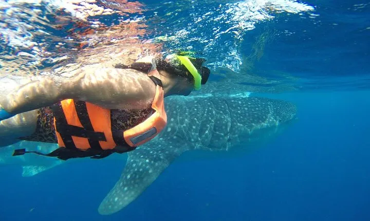 Whale Shark Tour from Cancun and Playa Del Carmen