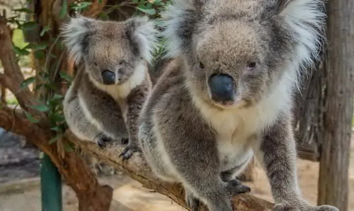 Cleland Wildlife Park Experience - from Adelaide including Mt Lofty Summit