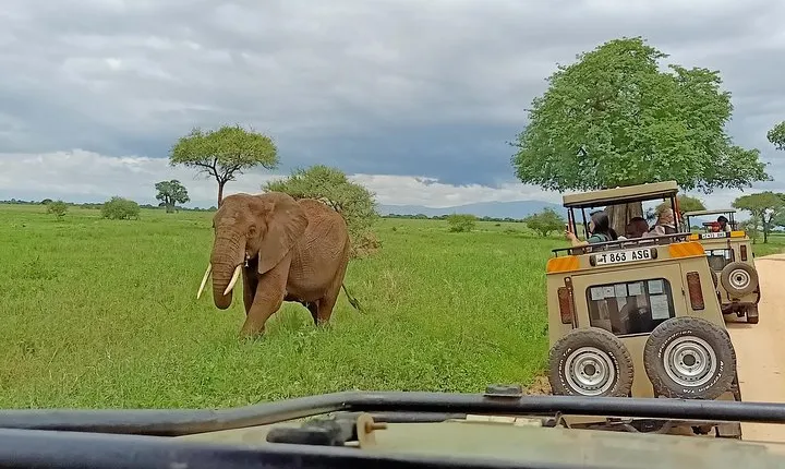 1-Day Tarangire National Park Tour