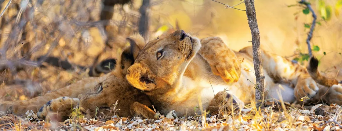 Nyerere National Park two-day safari with bush walk and boat cruise
