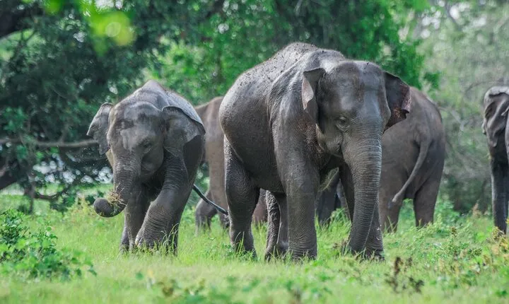 Minneriya safari From Sigiriya Hotels (Jeep Only)