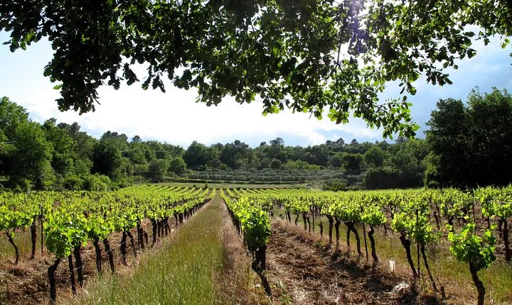 Private Tour of Small Carpathian Wine Route with The Red Stone Castle