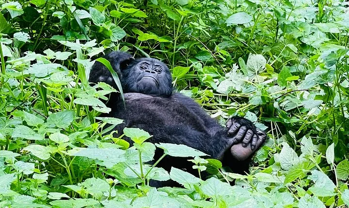 3 Days Gorilla and Chimpanzee Trekking in Uganda