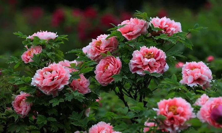 1-Day Luoyang tour to Longmen Grottoes and Peony Garden