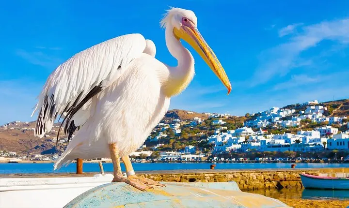 Private Full Day Trip to Mykonos from Athens