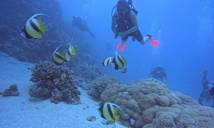 Intro Diving Beginner and Discover Red Sea Underwater
