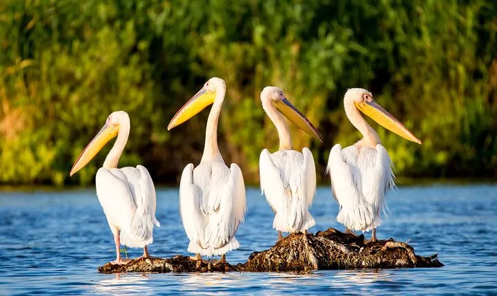 Danube Delta and Black See - 2 Days Private Tour from Bucharest