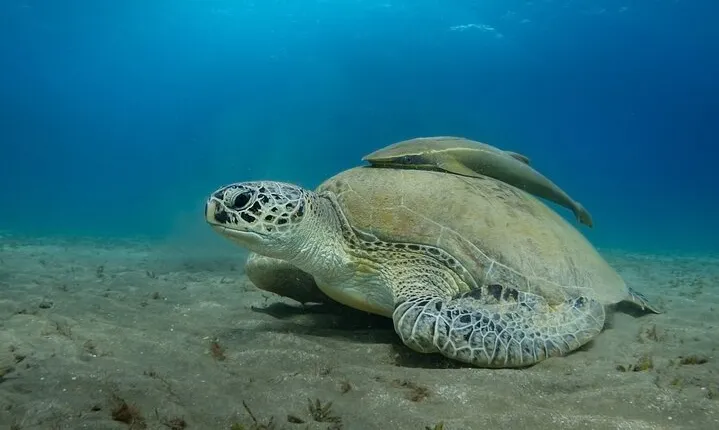 Abu Dabbab Snorkeling Adventure, Explore Vibrant Reefs- El Quseir