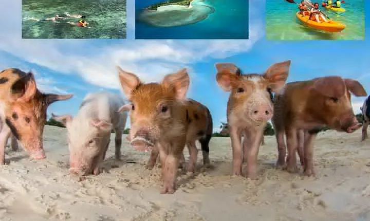 Pig Island Experience By Speed Boat, Snorkeling, Kayaking Relaxing on the Beach