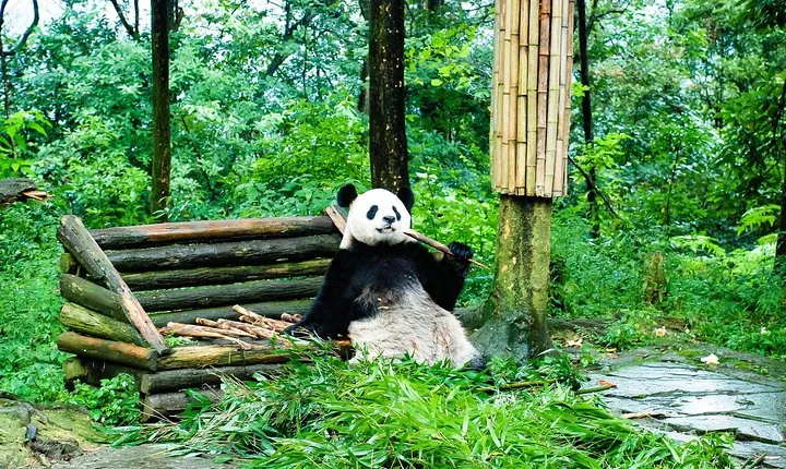 Giant Panda and Leshan Buddha Day Trip from Chengdu
