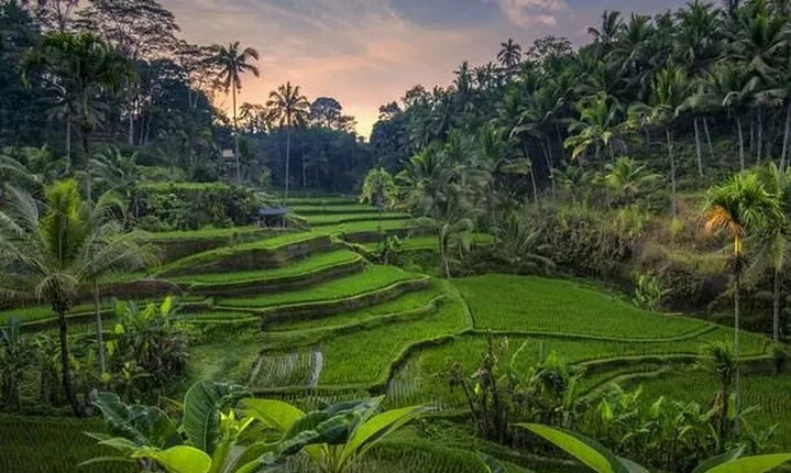 Best of Ubud Full Day Private Tour