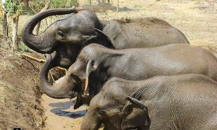 Tour of Elephant Conservation and Bear Rescue Center From Agra
