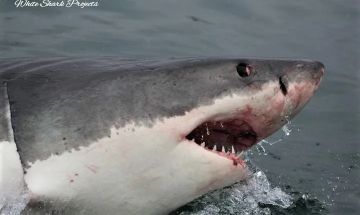 Half-Day White Shark Cage Diving from Gansbaai