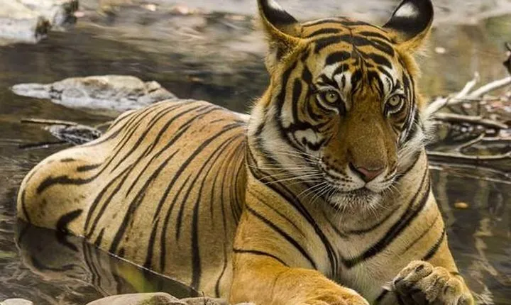 Wildlife with Taj Mahal Tour 3 Nights 4 Days