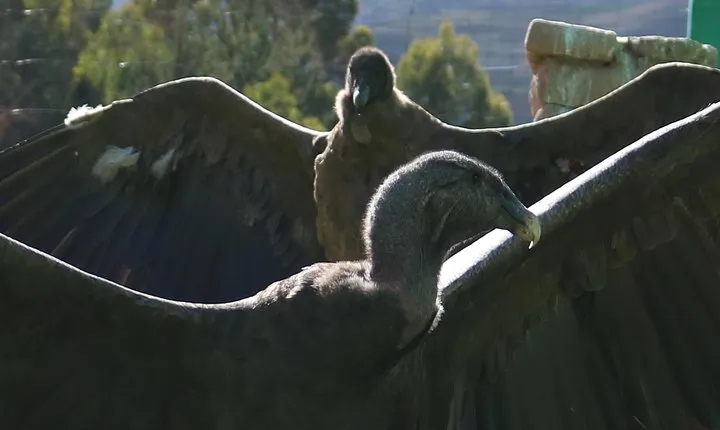Mystic experience at Cochahuasi ( blessings of the Andean condor)