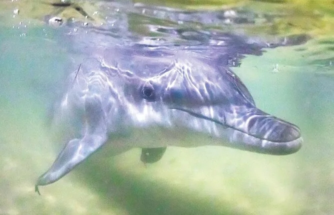 Dolphin Feeding Day Cruise to Tangalooma Island Resort on Moreton Island