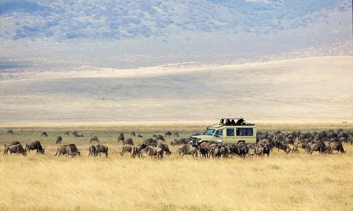 Shared 8 Hours Ngorongoro Day Trip