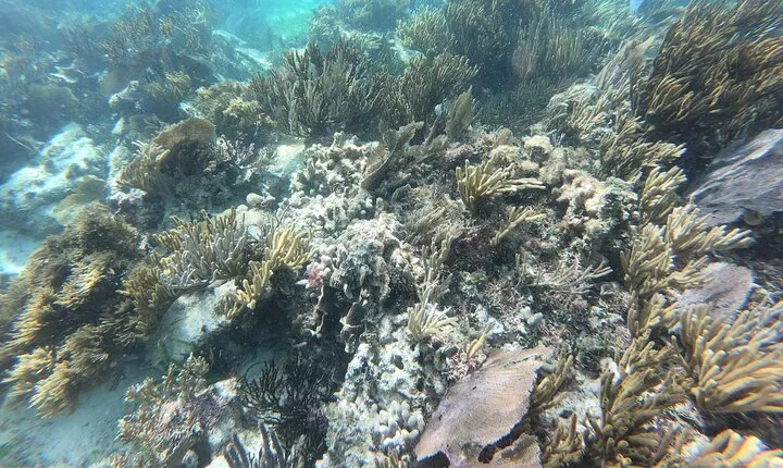 Snorkeling Adventure in Puerto Morelos Includes snack, Water and Round Trip.