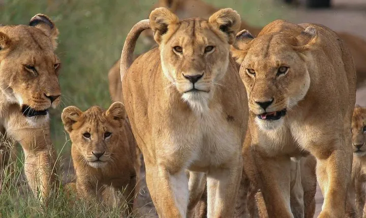 4 Days Small Group Maasai Mara and Lake Nakuru Safari