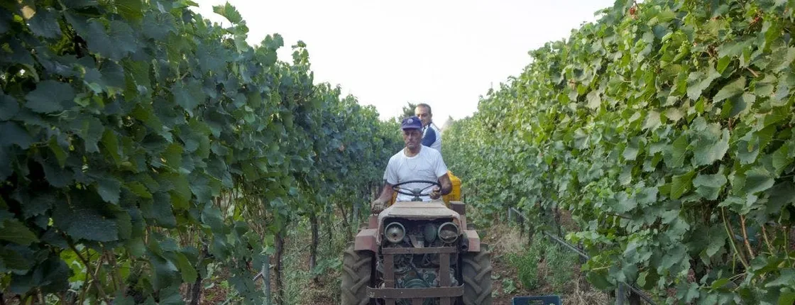 Wine Tasting Experience in Valle d'Itria