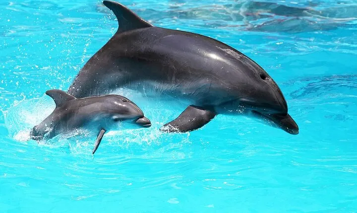 Dolphin Tour & Fishing Adventure (Flowing Water Charters*)