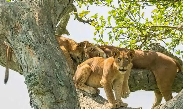 16-Day Photo Tour to Uganda and Tanzania