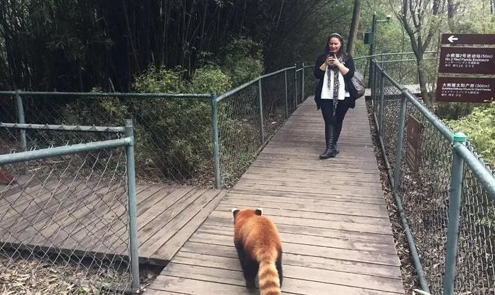 Flexible Chengdu Panda Base Day Tour with Private Guide and Transportation