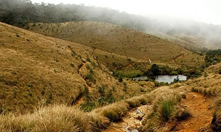 Horton Plains-World's End Tour and Tea Factory Tour From Nuwaraeliya