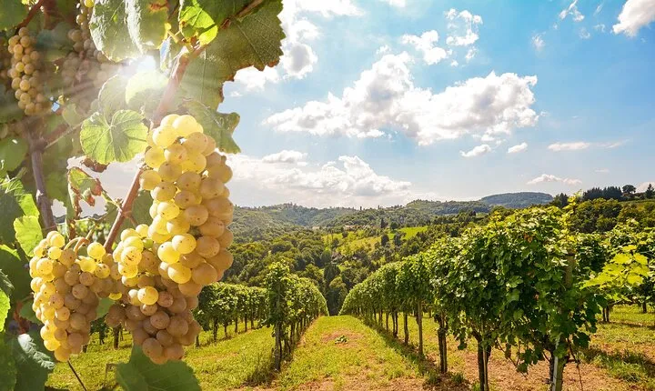 Private Wine Tour in the Tuscan Countryside from Florence