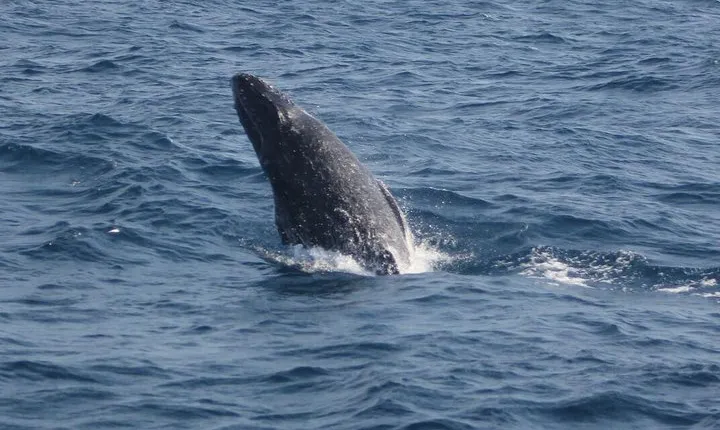 Humpback whale watching