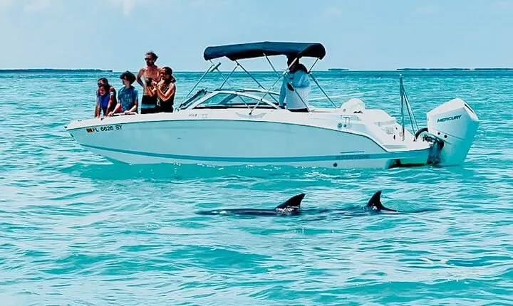 Dolphin & Snorkel