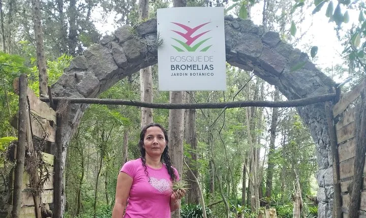 Explore the world of bromeliads - Plant observation