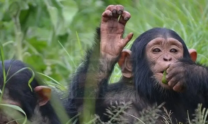 3-Day Chimpanzee Tracking in Kibale National Park