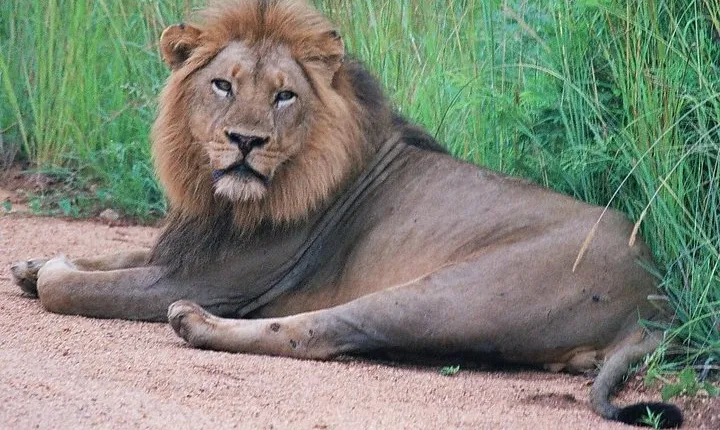 Kruger National Park Morning Game Drive