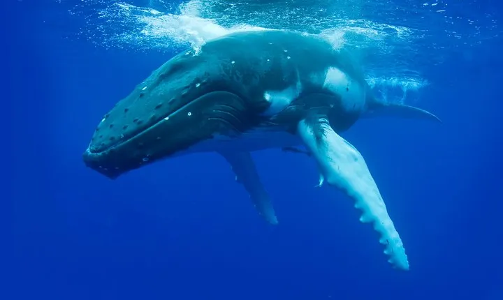 Dunsborough Whale Watching Eco Tour