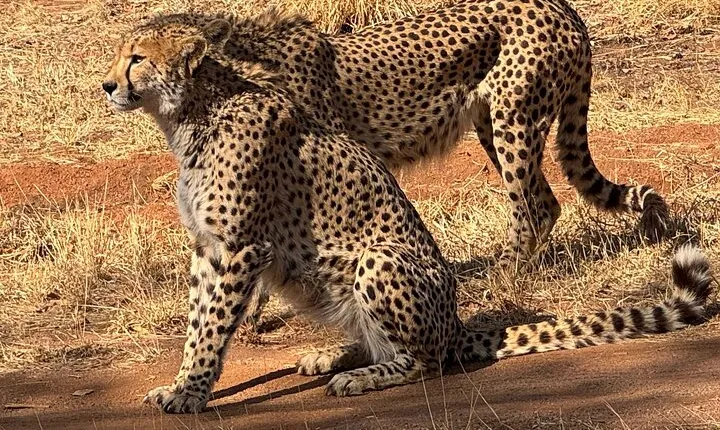 Ann Van Dyk Cheetah Centre Tour from Johannesburg or Pretoria
