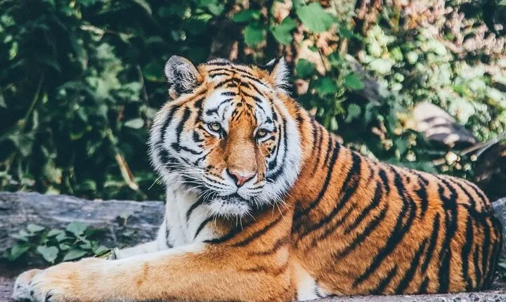 From Delhi: Ranthambore Wildlife Safari Tour with Optional Hotel